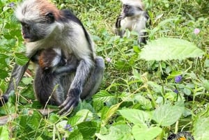 Zanzibar: Jozani Forest, Salaam Cave & The Rock Restaurant