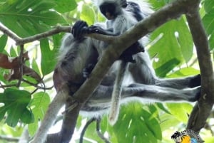 Zanzibar: Jozani Forest, Salaam Cave & The Rock Restaurant