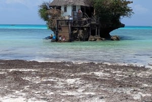Zanzibar: Floresta Jozani, Caverna Salaam e Restaurante The Rock
