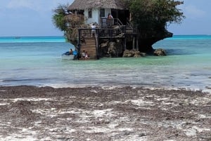 Zanzibar: Floresta Jozani, Caverna Salaam e Restaurante The Rock