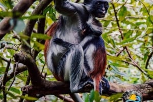 Zanzibar: Floresta Jozani, Caverna Salaam e Restaurante The Rock