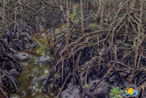 Zanzibar: Floresta Jozani, Caverna Salaam e Restaurante The Rock