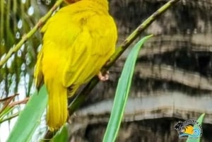 Zanzibar: Floresta Jozani, Caverna Salaam e Restaurante The Rock
