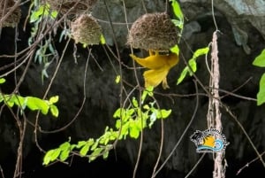 Zanzibar: Floresta Jozani, Caverna Salaam e Restaurante The Rock