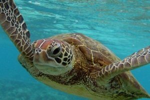 Zanzibar: Jozani Forest, Salaam Cave og The Rock Restaurant