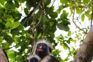 ZANZIBAR: Jozani-skogen, Salaam-grottan och restaurangen The Rock