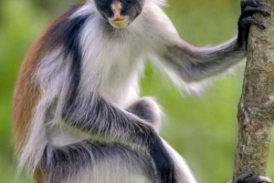 Zanzibar: Jozani Forest, Salaam Cave & The Rock Restaurant