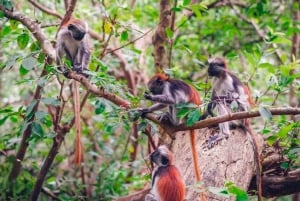 Zanzibar : visite de la forêt de Jozani et de la grotte de Salaam avec prise en charge à l'hôtel