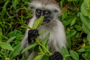 Zanzibar : visite de la forêt de Jozani et de la grotte de Salaam avec prise en charge à l'hôtel