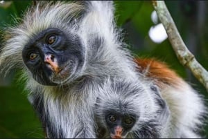 Zanzibar : visite de la forêt de Jozani et de la grotte de Salaam avec prise en charge à l'hôtel