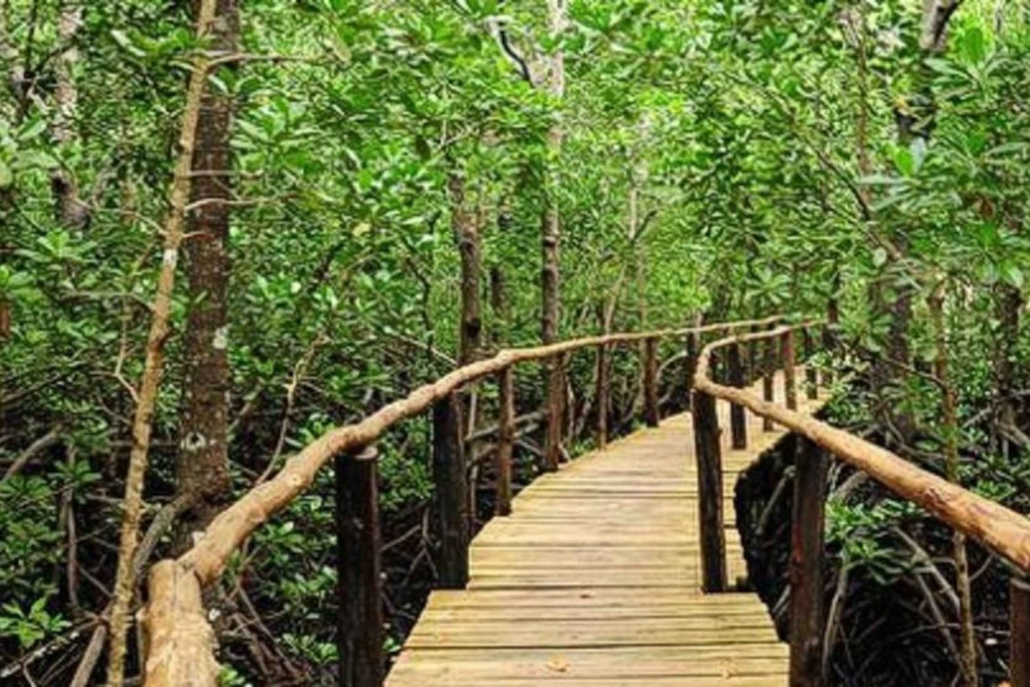 ZANZÍBAR: bosque de Jozani, tortugas de la cueva de Salaam y playa de Mtende