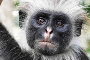 Sansibar: Jozanin metsä, Salaamin ja Maalumin luolat ja auringonlasku.