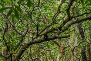 Sansibar: Jozanin metsä, Salaamin ja Maalumin luolat ja auringonlasku.