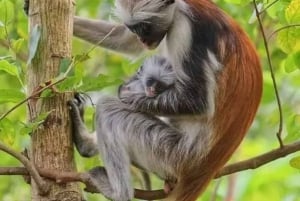 Sansibar: Jozanin metsä, Salaamin ja Maalumin luolat ja auringonlasku.