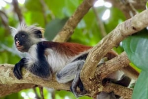 Sansibar: Jozanin metsä, Salaamin ja Maalumin luolat ja auringonlasku.