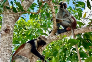 Sansibar: Jozanin metsä, Salaamin ja Maalumin luolat ja auringonlasku.
