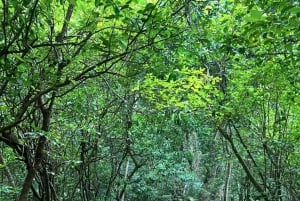 Sansibar: Jozanin metsä, Salaamin ja Maalumin luolat ja auringonlasku.