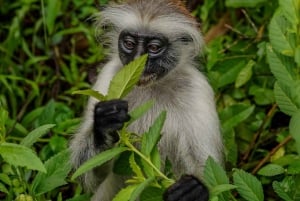 Sansibar: Jozanin metsä, Salaamin ja Maalumin luolat ja auringonlasku.
