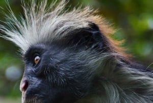 Zanzibar: Jozani Forest, Salam Cave & Mtende Beach Tour