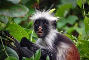 Zanzibar: Jozani Forest, Salam Cave & Mtende Beach Tour