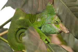 ザンジバル：ジョザニ森林公園、ウミガメ保護区、ムテンデビーチ