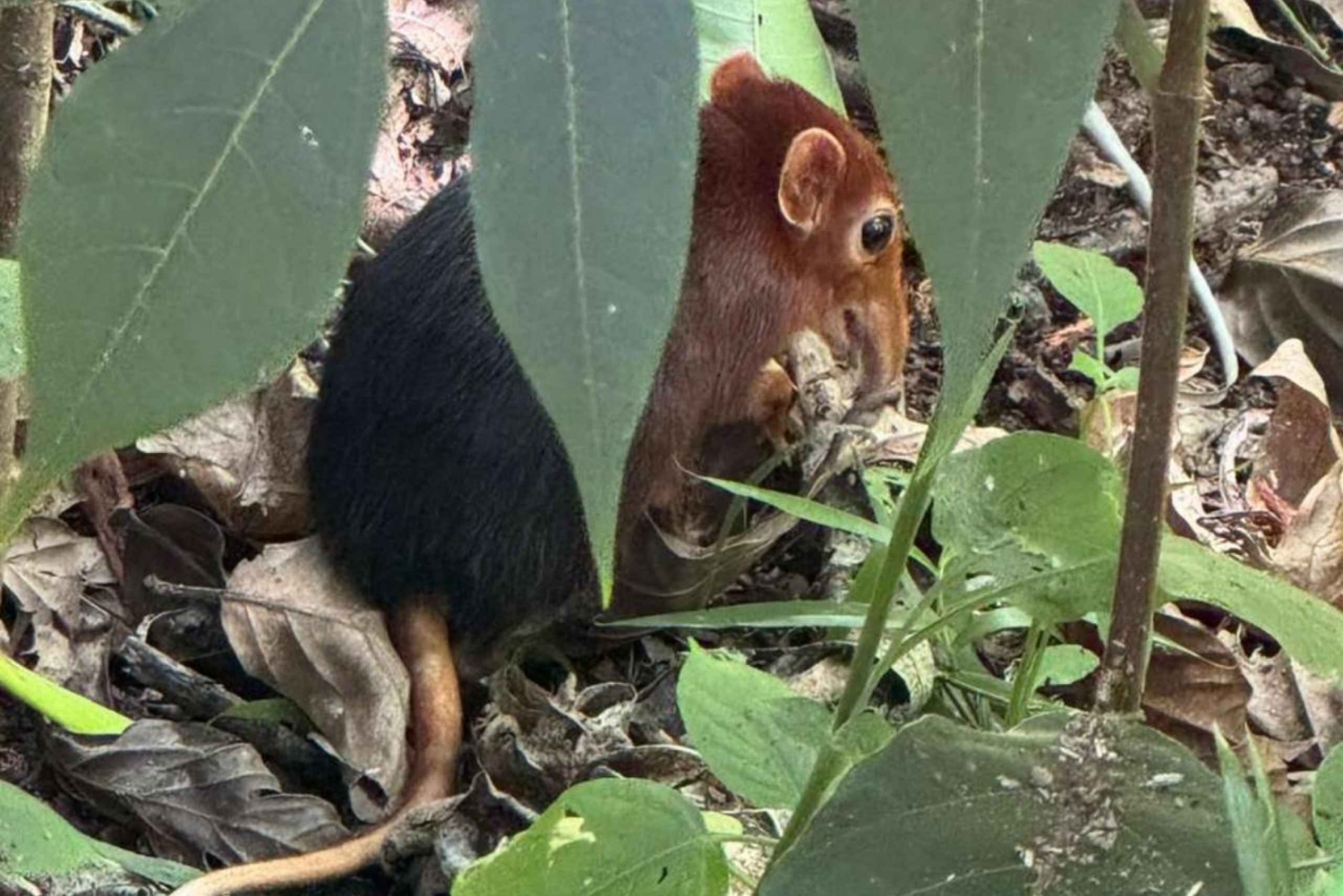 ザンジバル：ジョザニ森林・ウミガメ・ムテンデビーチツアー