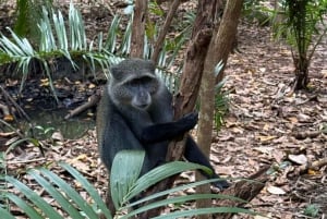 Zanzibar: Jozani-bos, zeeschildpadden en Mtende-strandtour