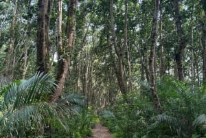 Zanzibar: Jozani-bos, zeeschildpadden en Mtende-strandtour