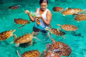 Zanzibar: Jozani-bos, zeeschildpadden en Mtende-strandtour