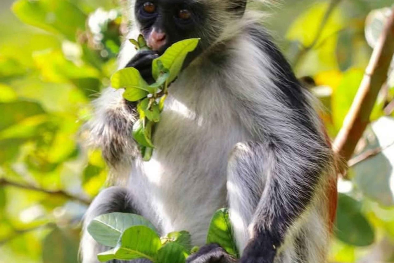 Sansibar: Jozani-Wald & Meeresschildkröten-Reservat