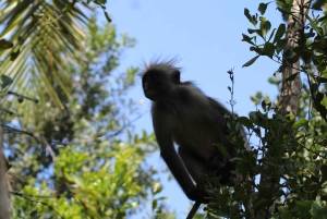 Занзибар: тур по лесу Джозани и заповеднику морских черепах