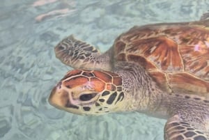 Занзибар: тур по лесу Джозани и заповеднику морских черепах