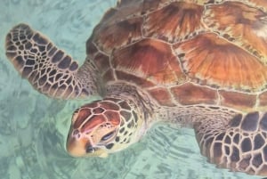 Занзибар: тур по лесу Джозани и заповеднику морских черепах