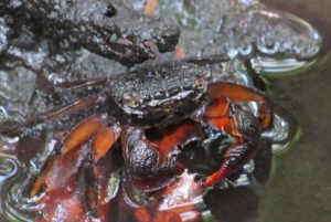 Занзибар: тур по лесу Джозани и заповеднику морских черепах