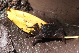 Занзибар: тур по лесу Джозани и заповеднику морских черепах