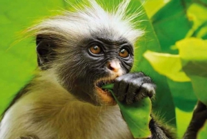 Zanzibar: Jozani Forest & Sea Tortoises Sanctuary Tour