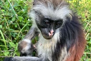 Zanzibar: Jozani Forest & Sea Tortoises Sanctuary Tour