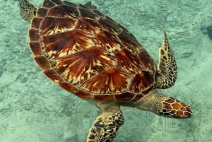 Zanzibar: Jozani Forest & Sea Tortoises Sanctuary Tour