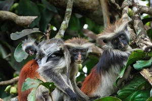 Zanzibar: Jozani Forest & Sea Tortoises Sanctuary Tour