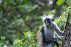 Zanzibar: Jozani Forest & Sea Tortoises Sanctuary Tour