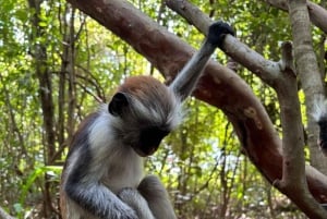 Zanzibar: Jozani Forest & Sea Tortoises Sanctuary Tour