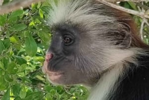 Zanzibar: Jozani Forest & Sea Tortoises Sanctuary Tour