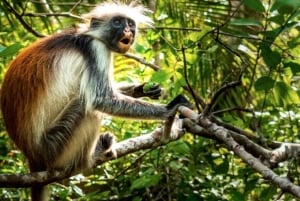 Zanzibar: Jozani Forest & Sea Tortoises Sanctuary Tour