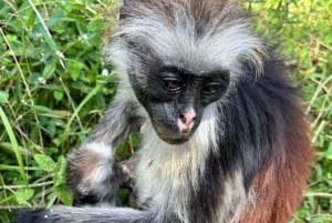 Zanzibar: Jozani Forest & Sea Tortoises Sanctuary Tour