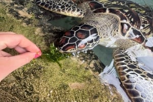 Zanzibar: Jozani Forest & Sea Tortoises Sanctuary Tour