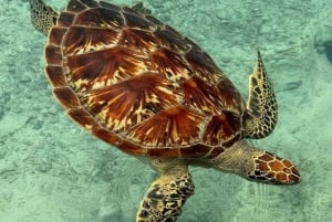 Zanzibar: Jozani Forest & Sea Tortoises Sanctuary Tour