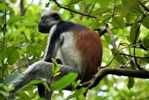 Zanzibar: Jozani Forest & Sea Tortoises Sanctuary Tour