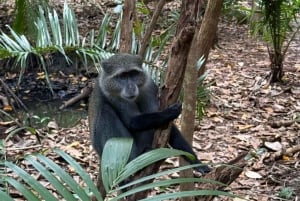 Zanzibar: Jozani Forest & Sea Tortoises Sanctuary Tour