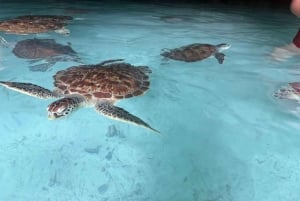 Zanzibar: Jozani Forest & Sea Tortoises Sanctuary Tour