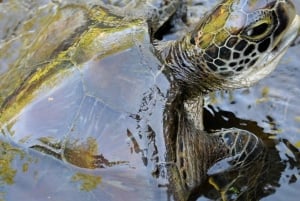 Sansibar: Jozani-Wald & Meeresschildkröten-Reservat